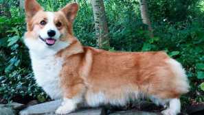 Velsh corgy